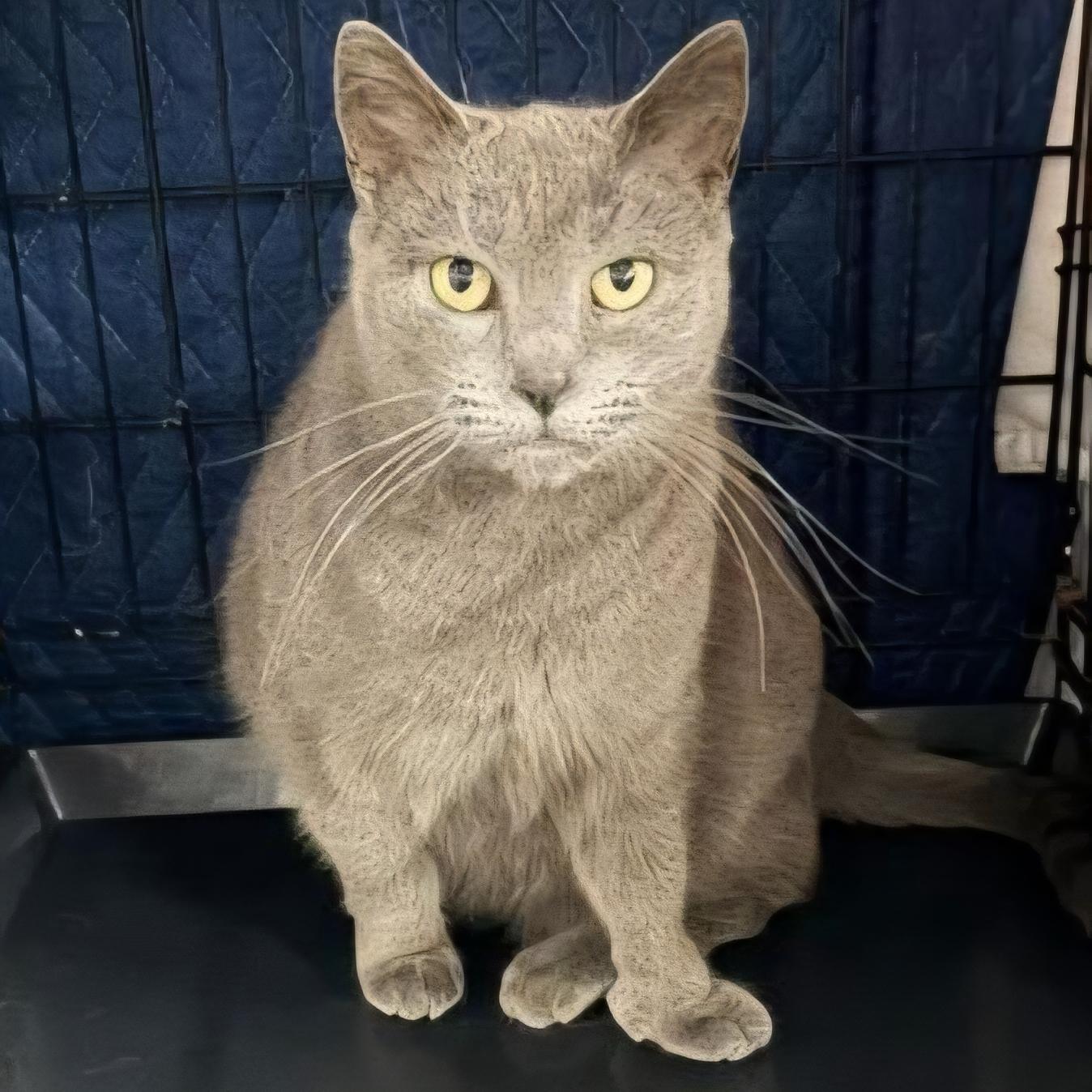 Enlarge Tully, an adopted Domestic Short Hair in Grand Rapids, MI image 3/4