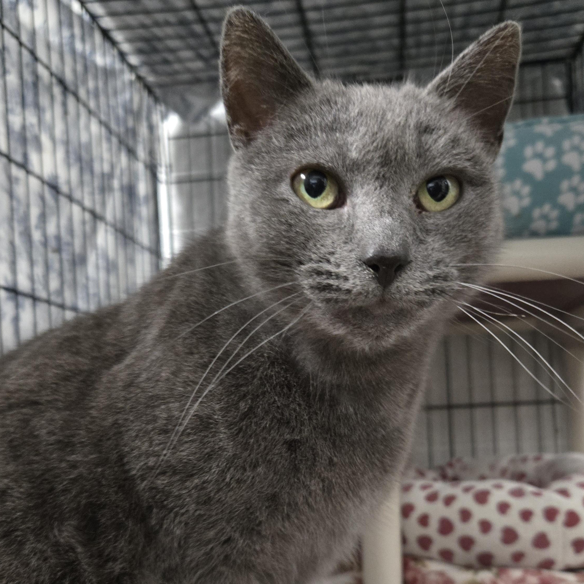 Enlarge Tully, an adopted Domestic Short Hair in Grand Rapids, MI image 1/4