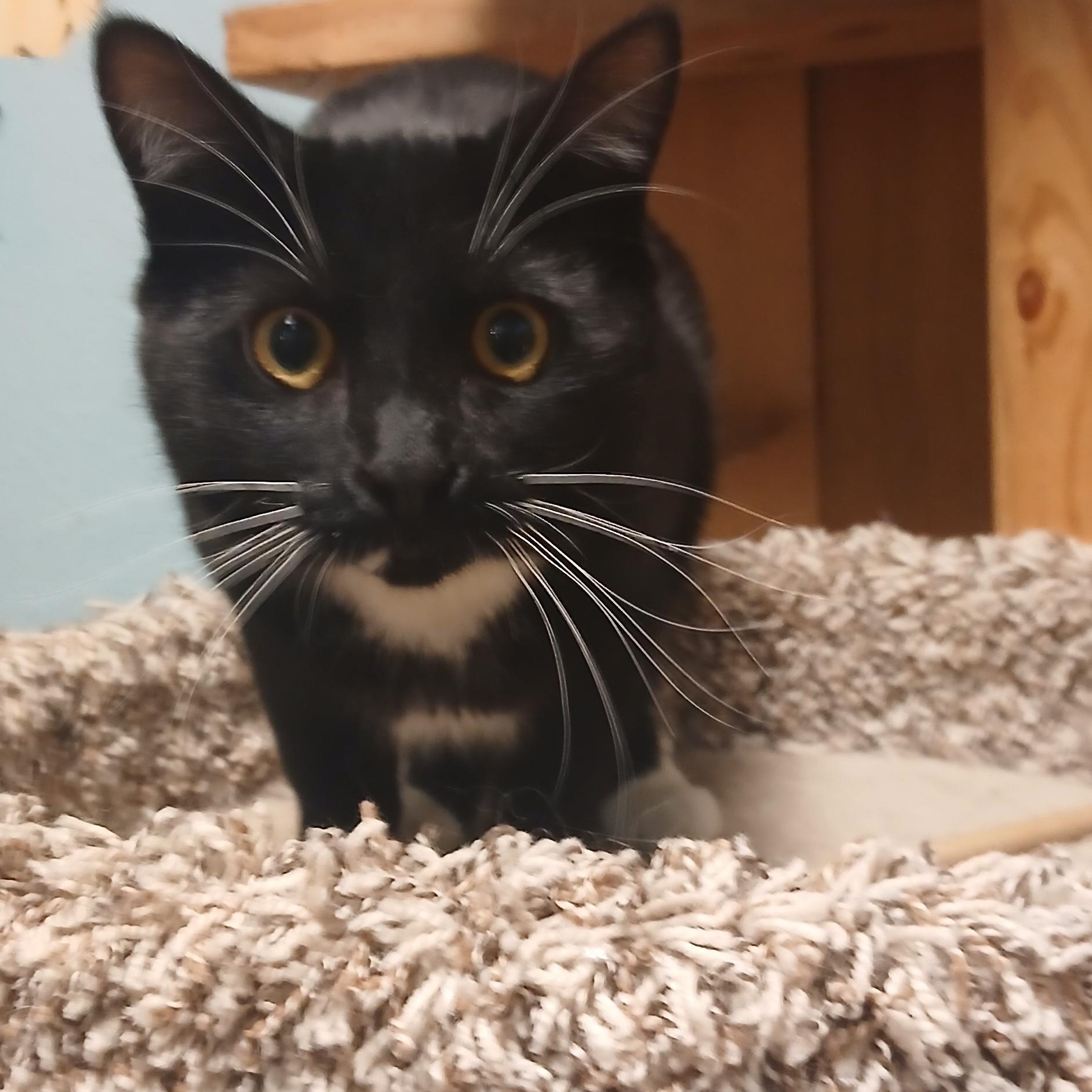 Enlarge COOP, an adopted Domestic Medium Hair in Spokane, WA image 1/1