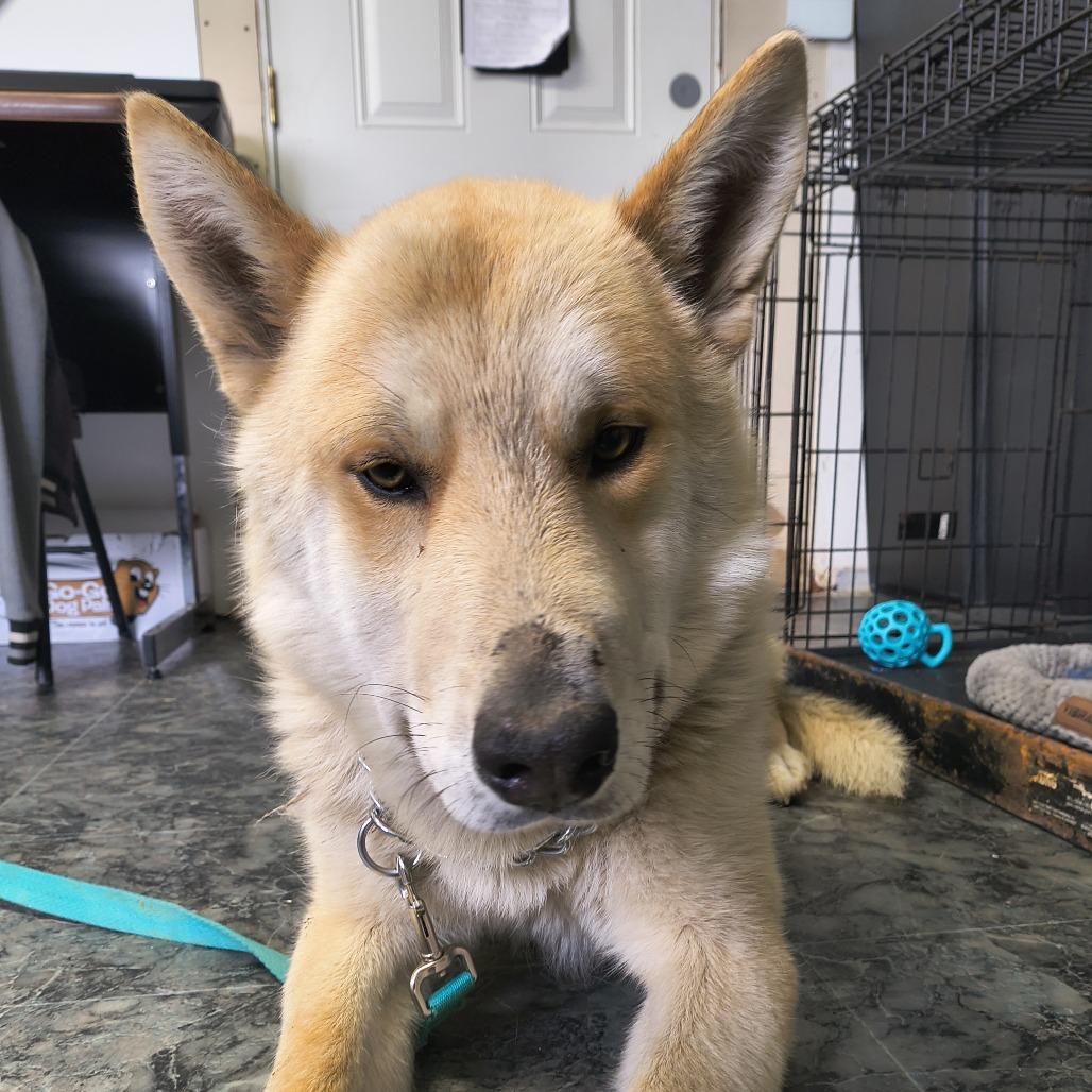 Enlarge Chandler, a Adoptable mixed breed in Othello, WA image 2/3