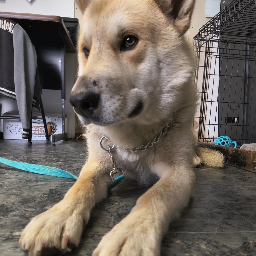 Enlarge Chandler, a Adoptable mixed breed in Othello, WA image 3/3