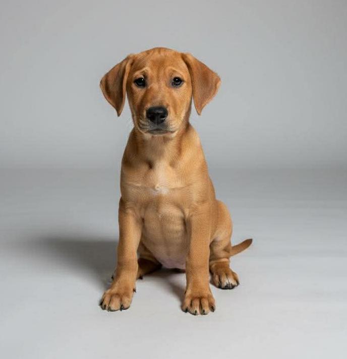 Enlarge Maximus, an adopted mixed breed in Harrison, NY image 1/5