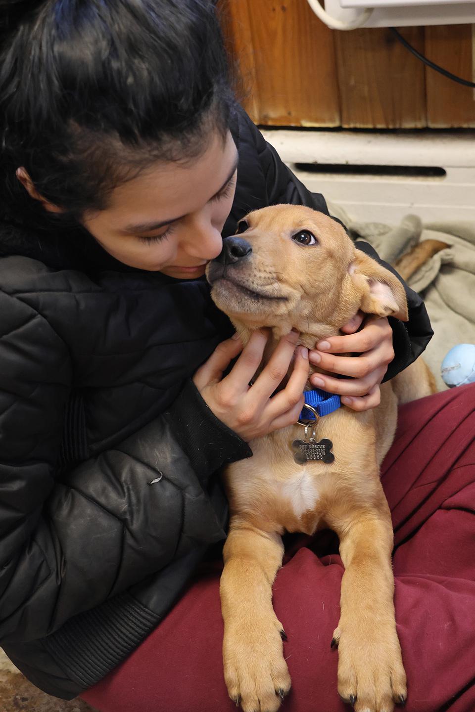 Enlarge Maximus, an adopted mixed breed in Harrison, NY image 4/5