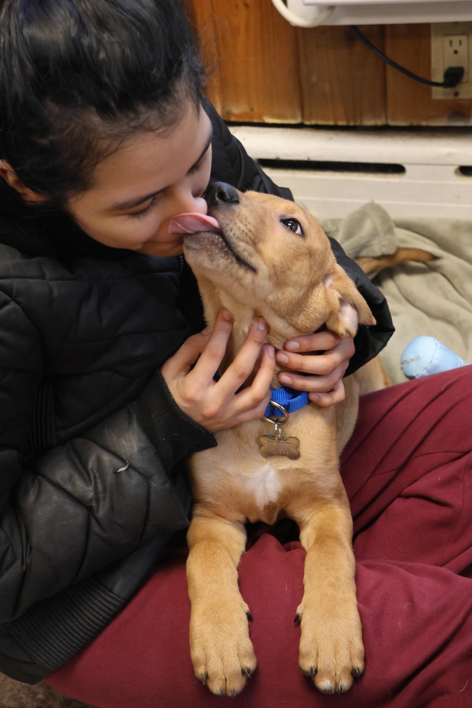 Enlarge Maximus, an adopted mixed breed in Harrison, NY image 3/5
