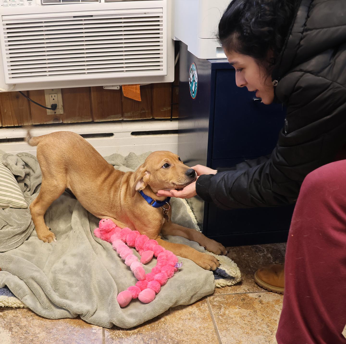 Enlarge Maximus, an adopted mixed breed in Harrison, NY image 2/5