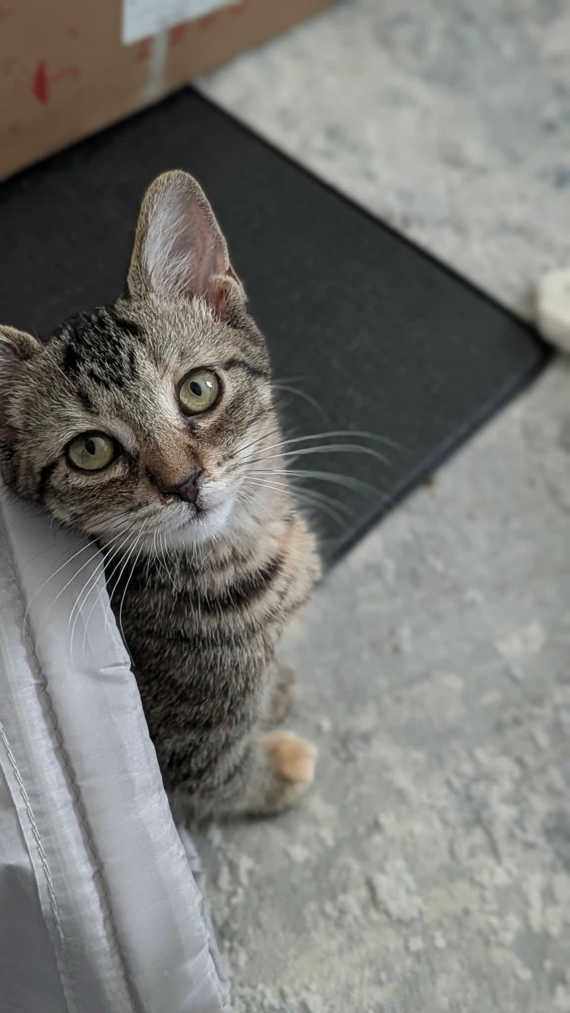 Chutes, ADOPTABLE, Kitten Female Domestic Short Hair.