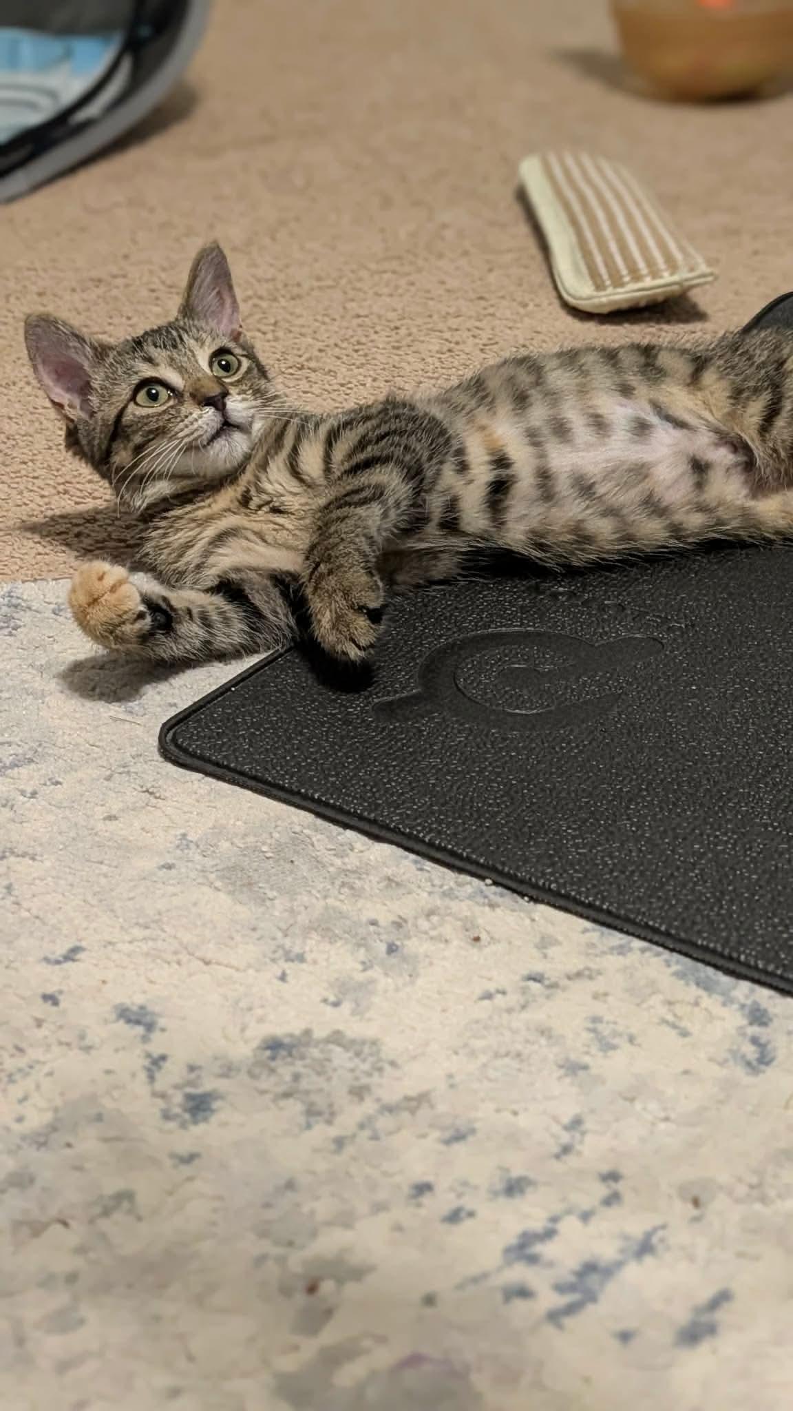 Chutes, a ADOPTABLE Domestic Short Hair in East Lansing, MI image 2/6
