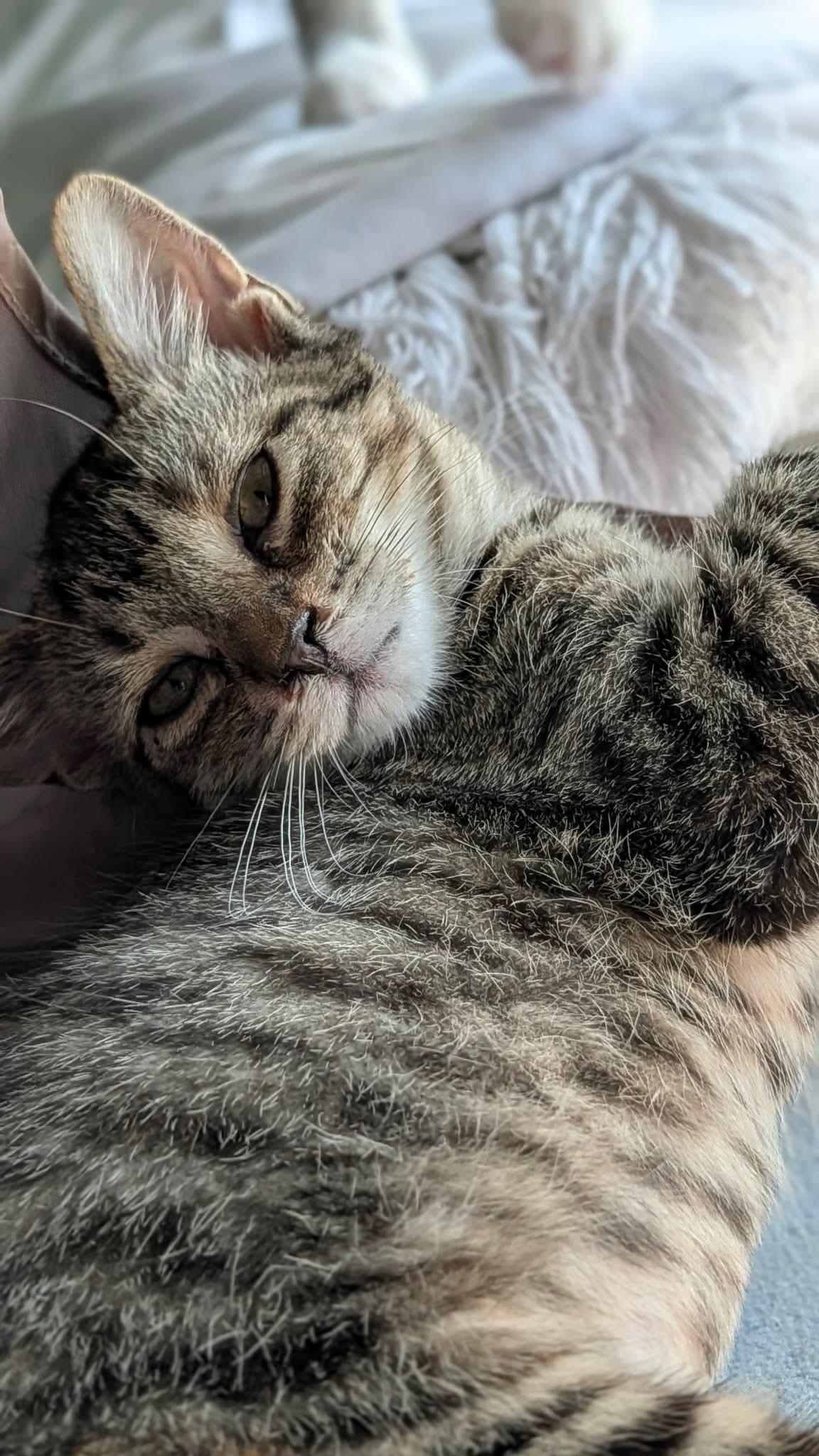 Chutes, a ADOPTABLE Domestic Short Hair in East Lansing, MI image 4/6