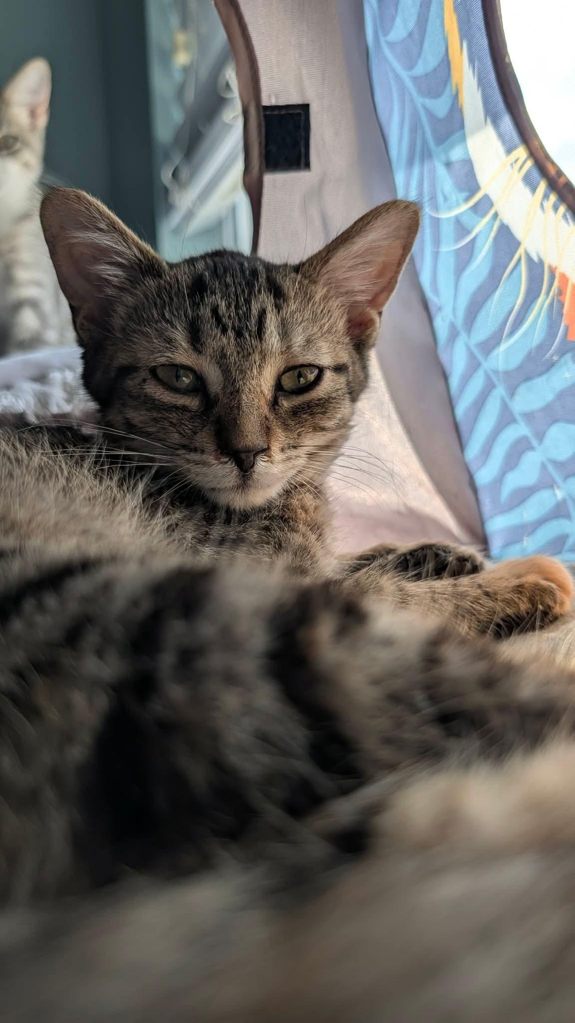 Chutes, a ADOPTABLE Domestic Short Hair in East Lansing, MI image 5/6