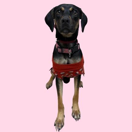 Diamond — thumbnail 2