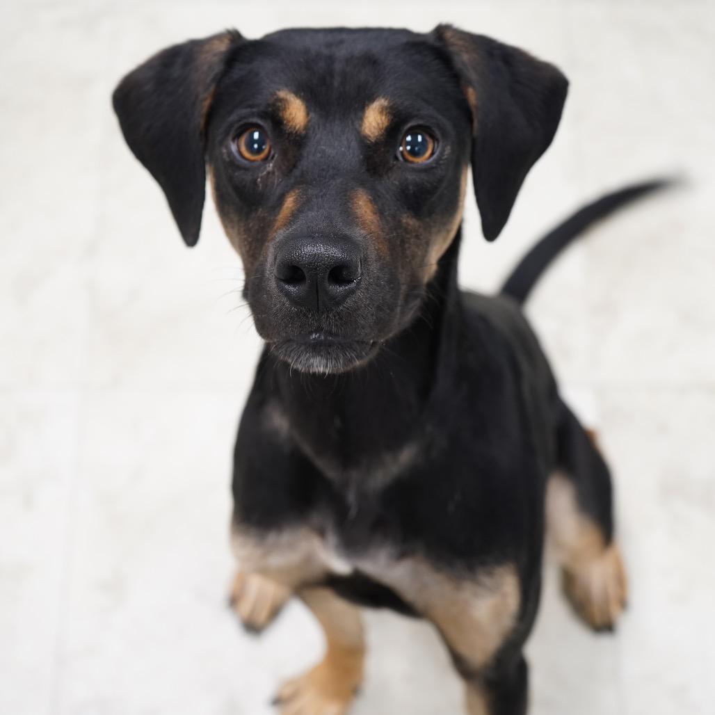 Diamond — thumbnail 3