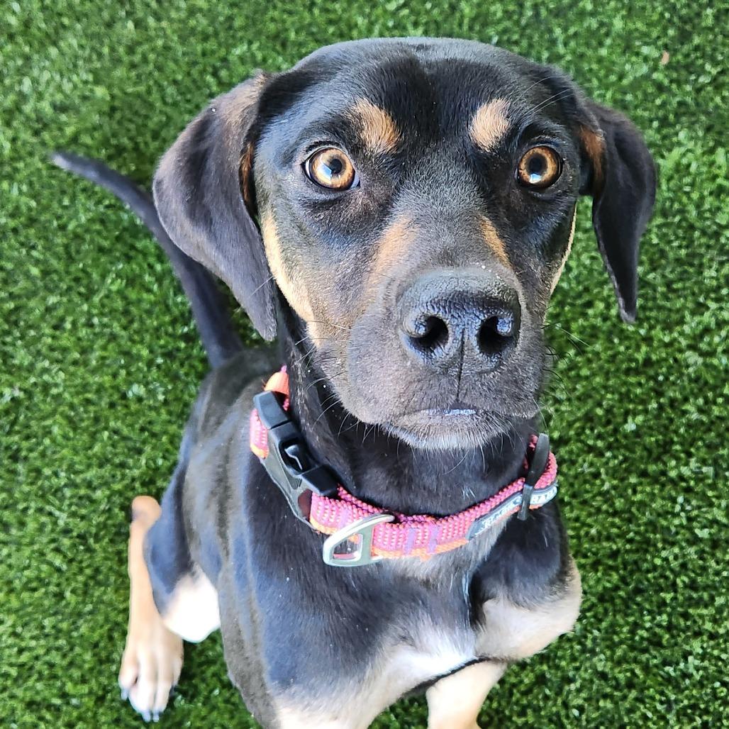 Diamond — thumbnail 4