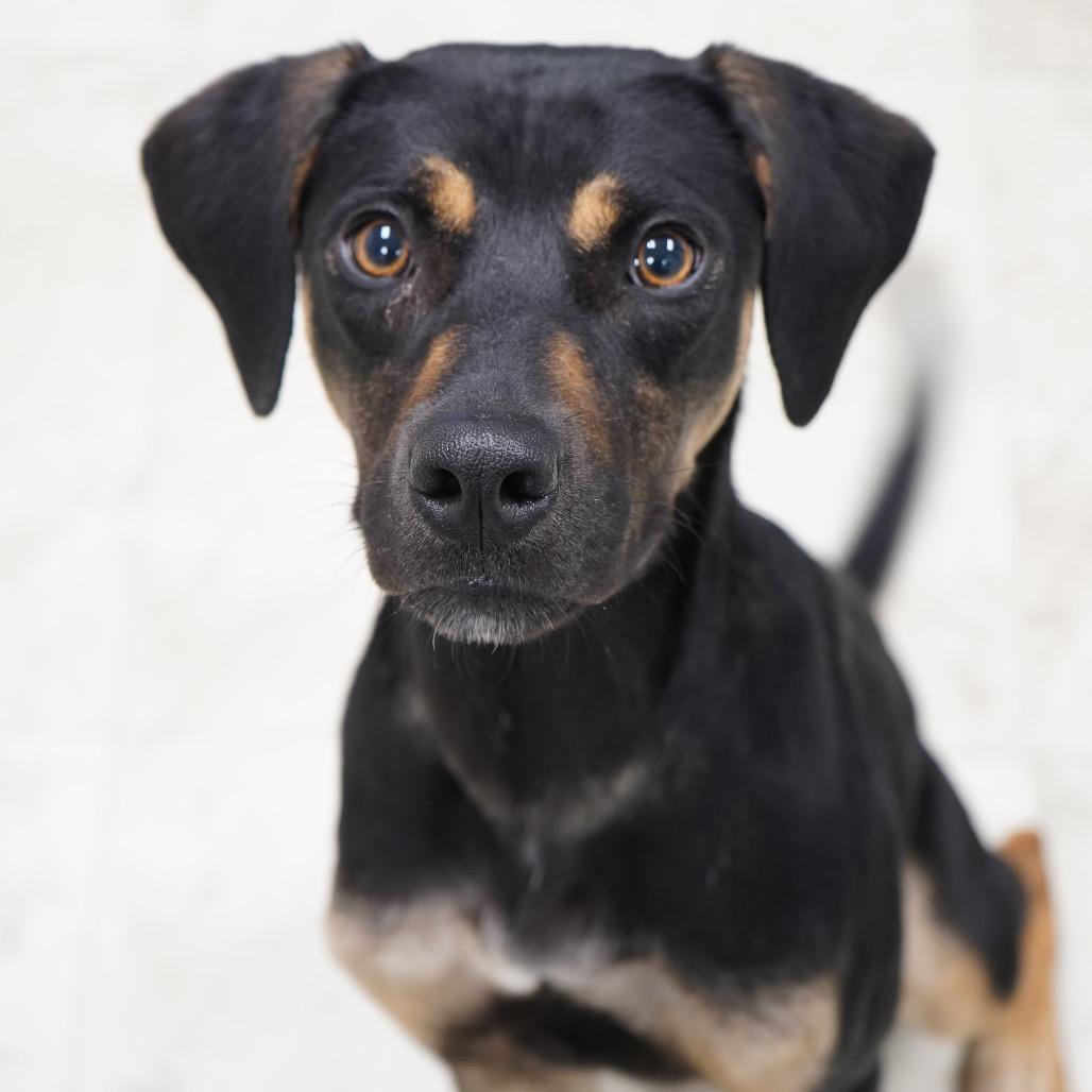 Diamond — thumbnail 5