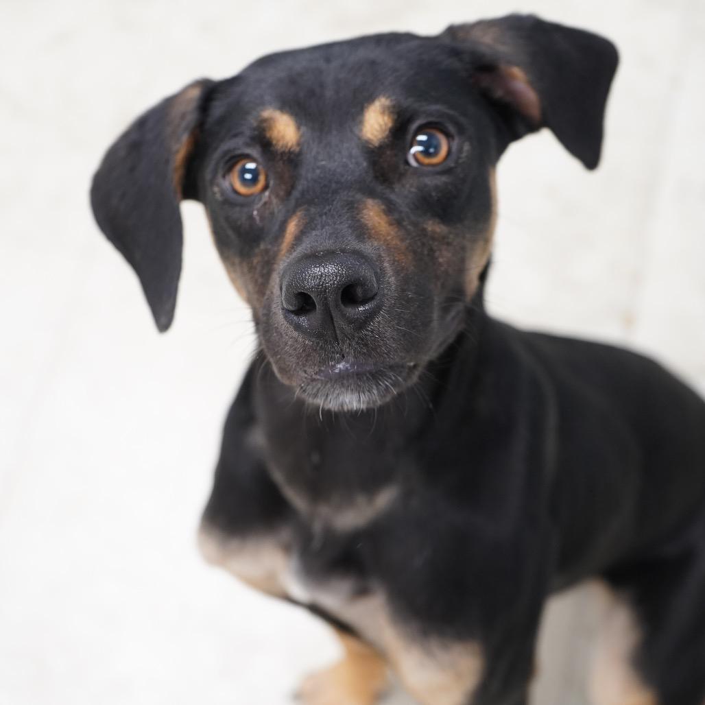 Diamond — thumbnail 6