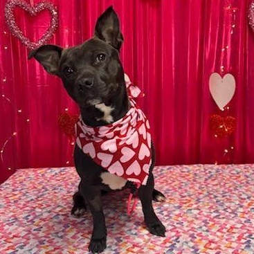 Enlarge DUKE, an adoptable mixed breed in East Flat Rock, NC image 2/6