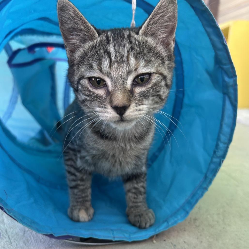 Narcissa, Adoptable, Kitten Female Domestic Short Hair.