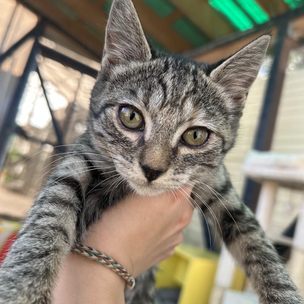 Narcissa, a Adoptable Domestic Short Hair in Taos, NM image 2/2