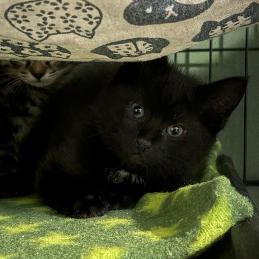 Enlarge Ian, a Adoptable Domestic Short Hair in Johnstown, PA image 1/1