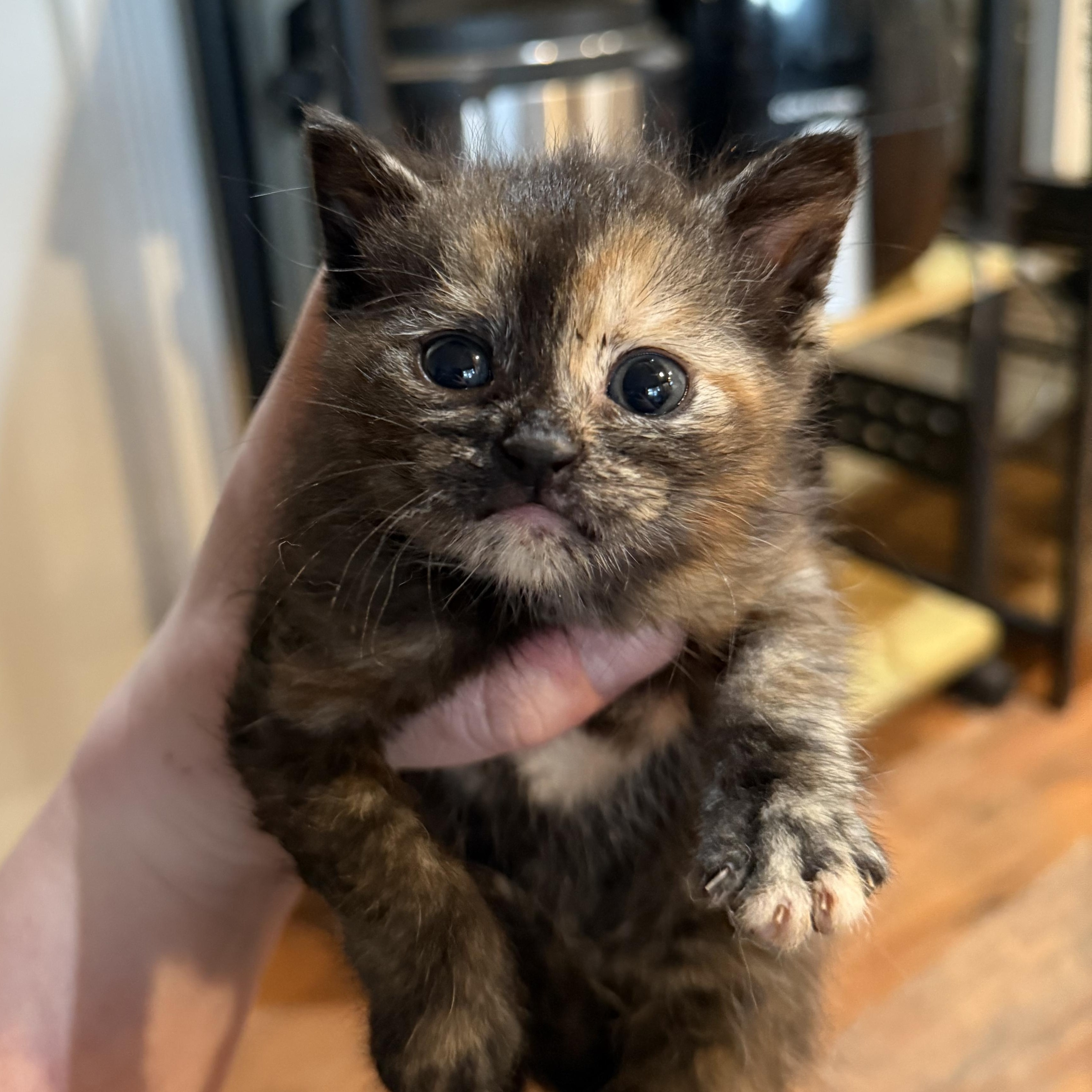 Leap, ADOPTABLE, Kitten Female Domestic Short Hair.