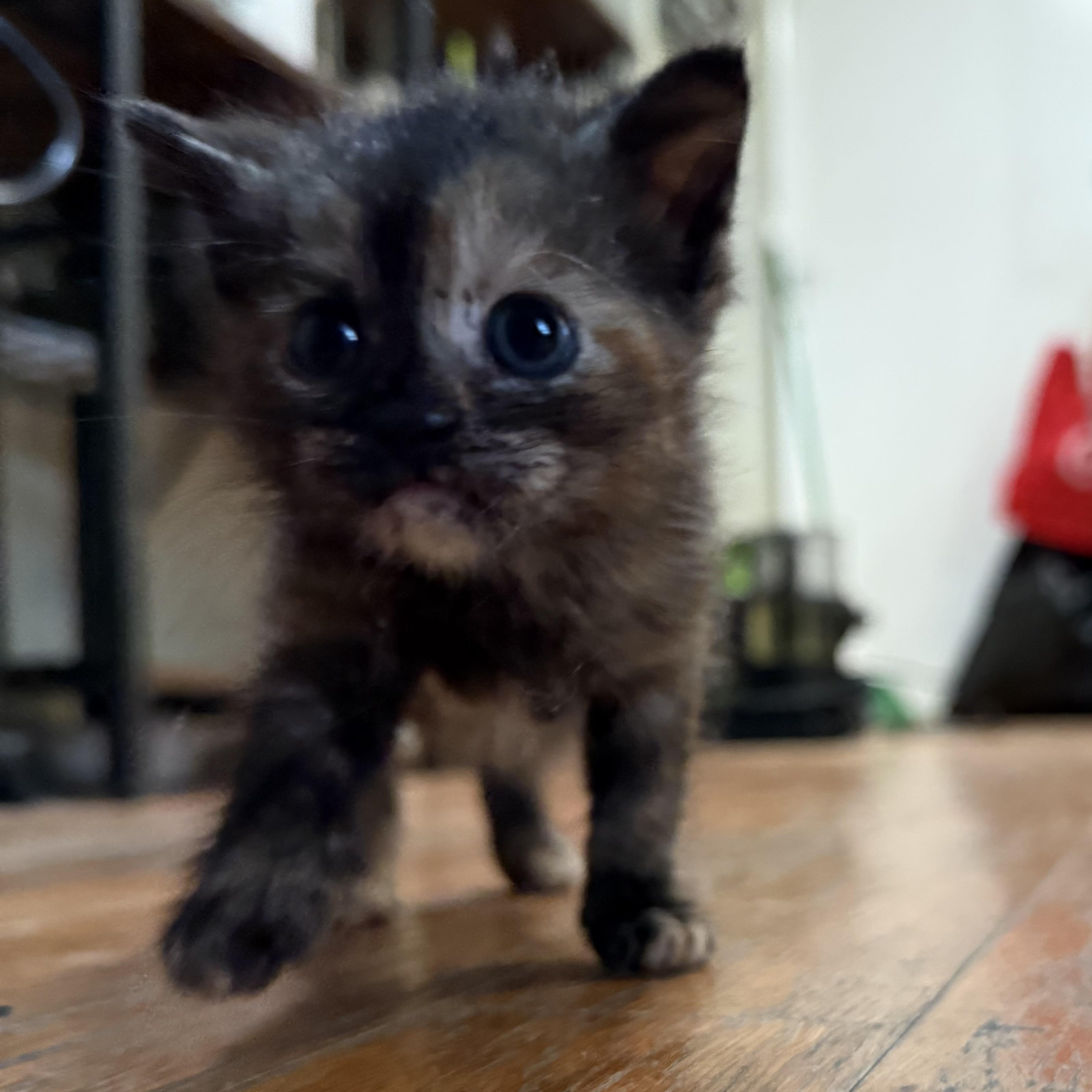 Enlarge Leap, a ADOPTABLE Domestic Short Hair in Medford, NJ image 2/4