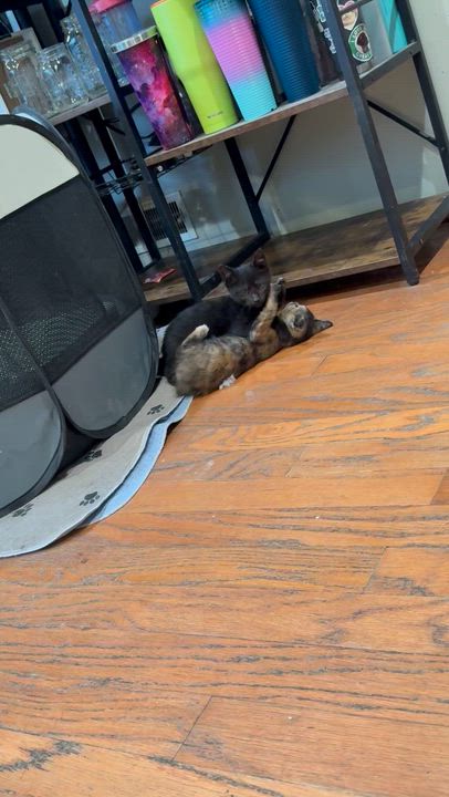 Enlarge Leap, a ADOPTABLE Domestic Short Hair in Medford, NJ video 4/4