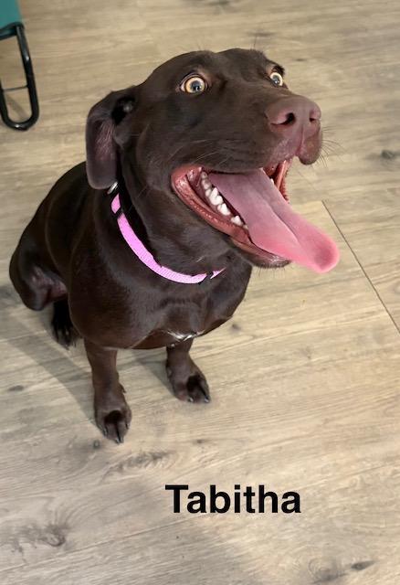 Tabitha