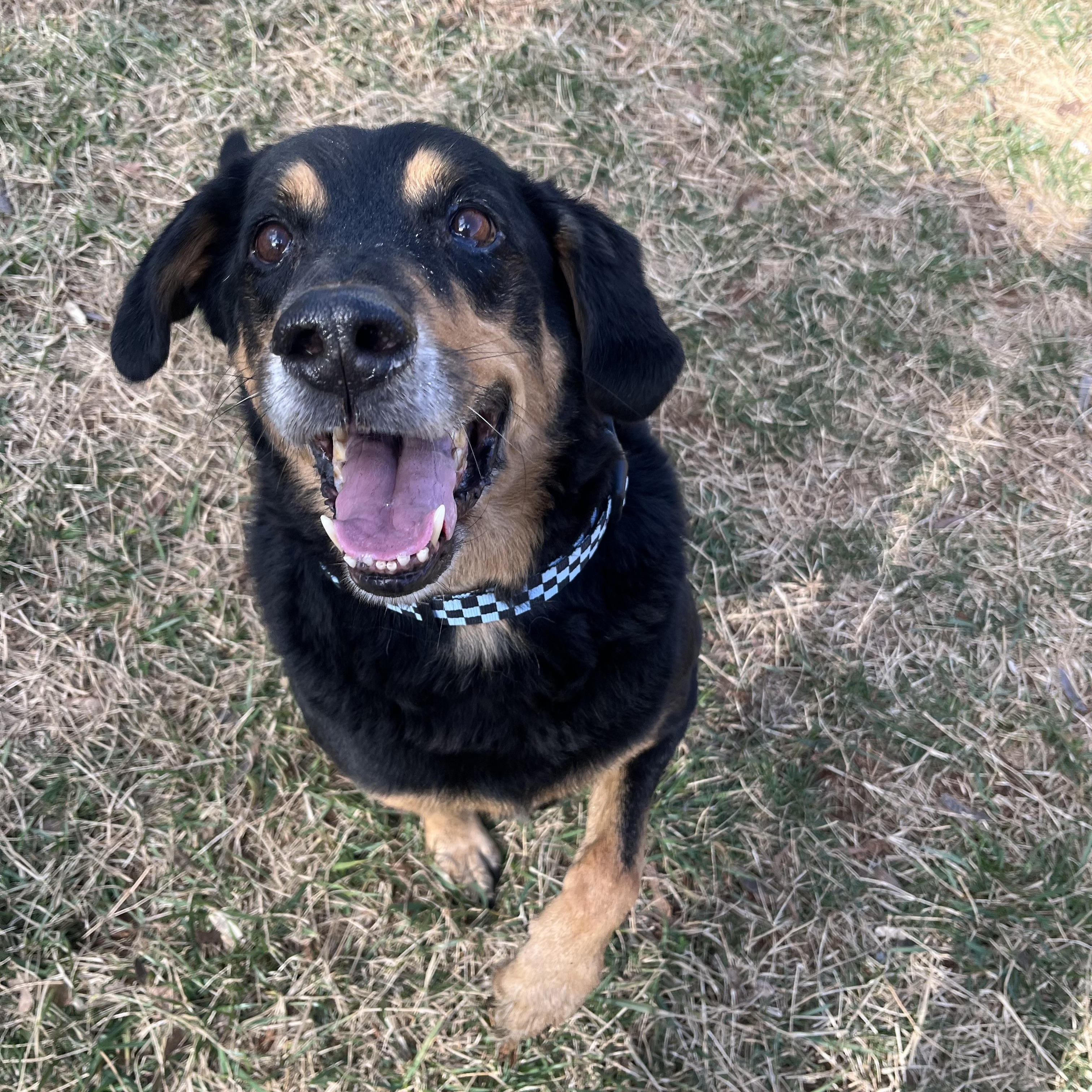 Gronk, Senior Male Hound