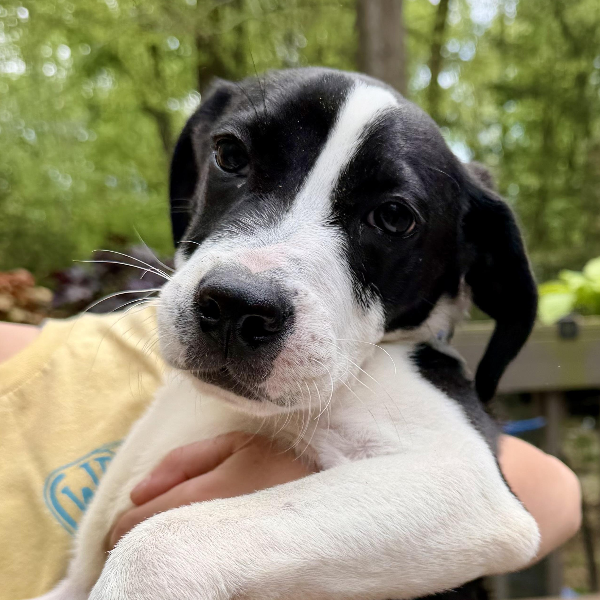 Pita, Adoptable, Puppy Male English Coonhound & Pit Bull Terrier.