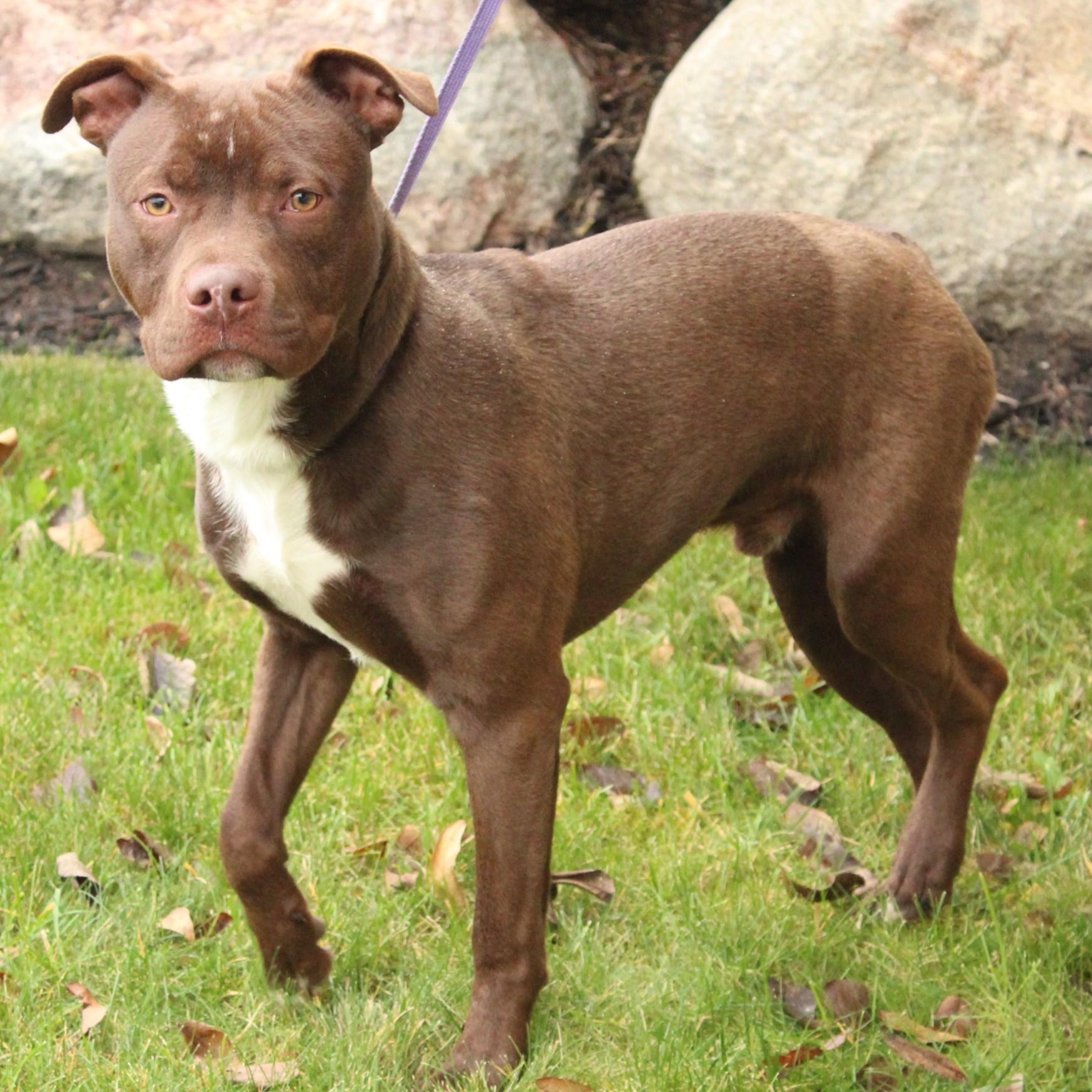 Enlarge Kaipo, a ADOPTABLE Pit Bull Terrier in Eaton, OH image 2/6