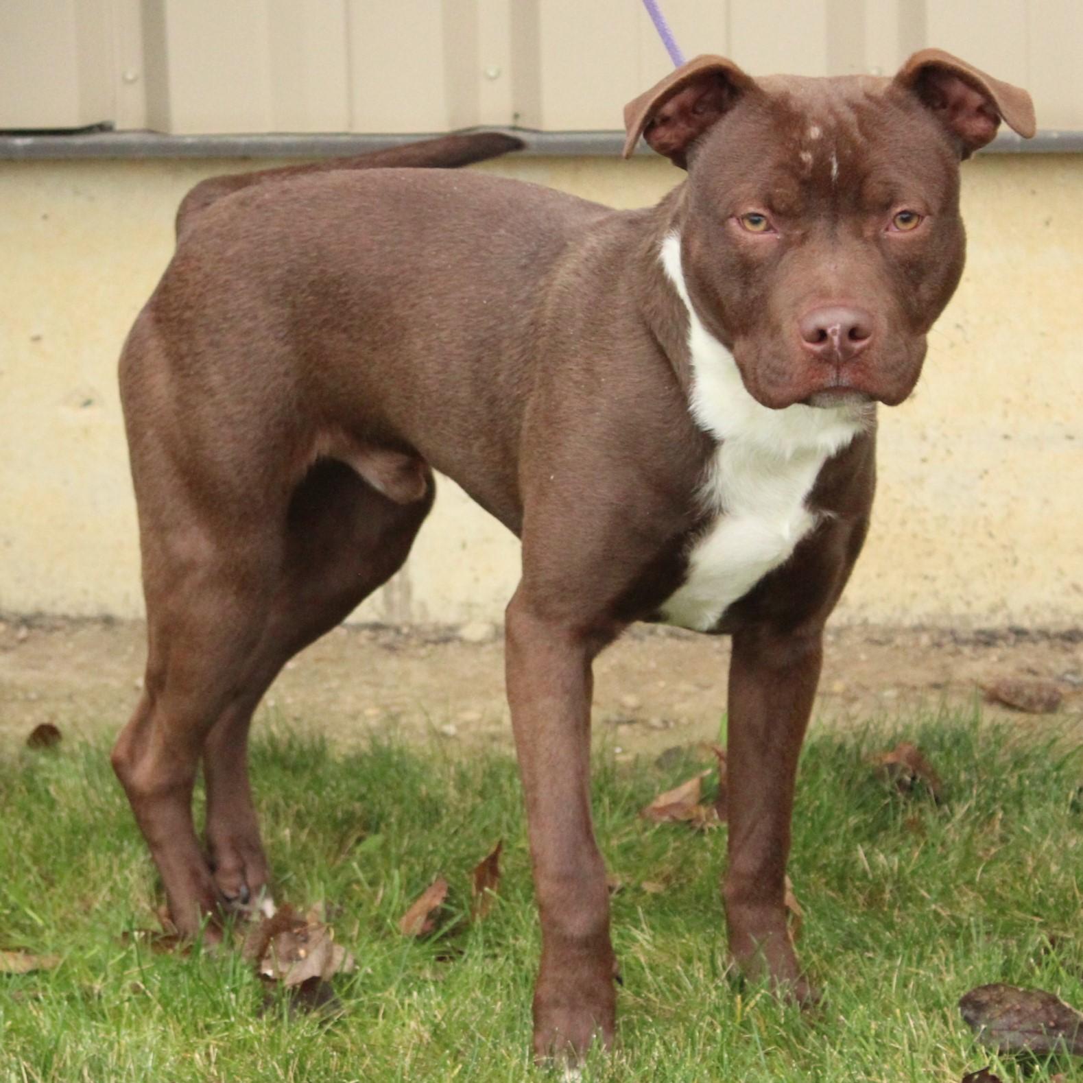 Enlarge Kaipo, a ADOPTABLE Pit Bull Terrier in Eaton, OH image 3/6