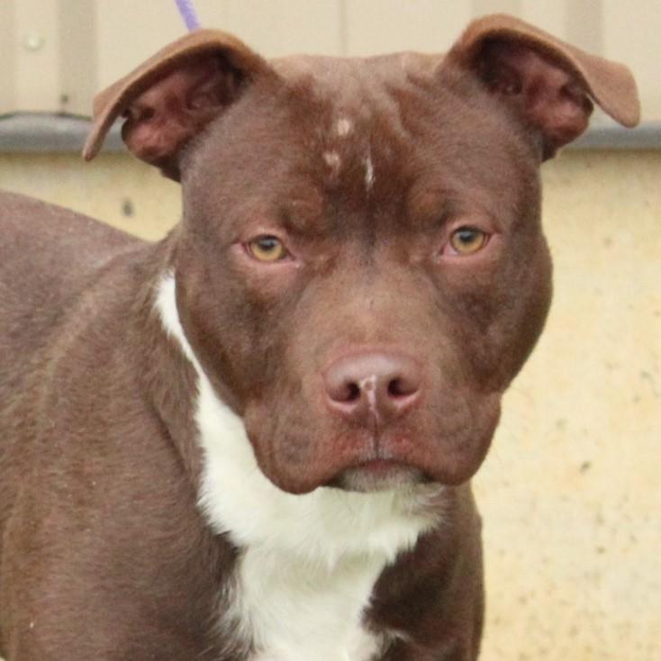 Kaipo, ADOPTABLE, Young Male Pit Bull Terrier.