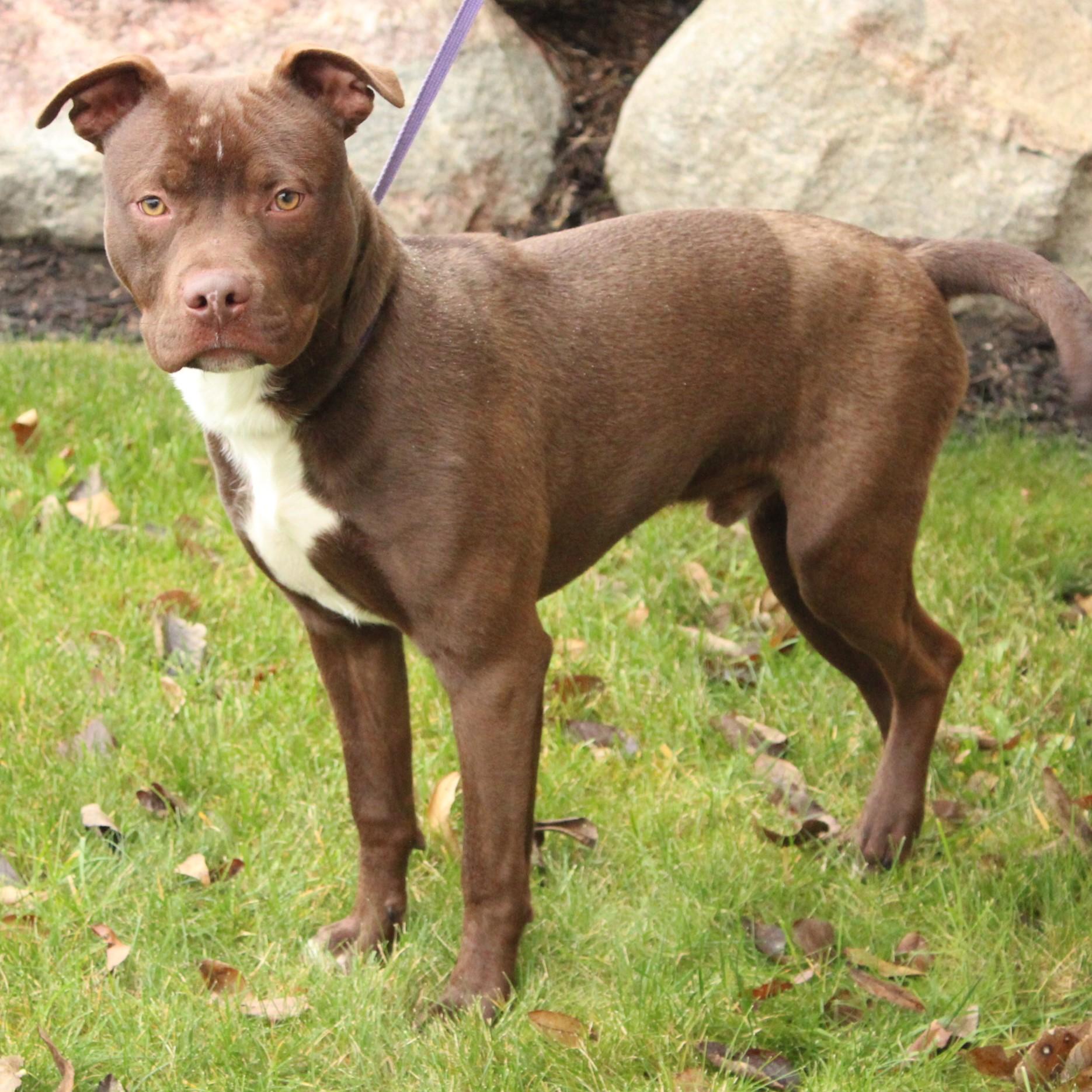 Enlarge Kaipo, a ADOPTABLE Pit Bull Terrier in Eaton, OH image 4/6