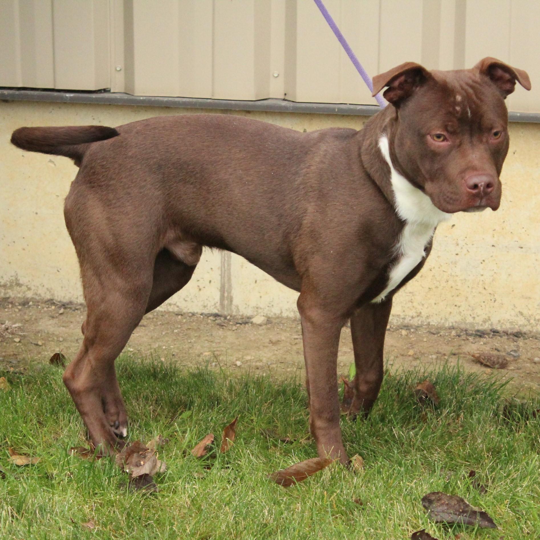 Enlarge Kaipo, a ADOPTABLE Pit Bull Terrier in Eaton, OH image 5/6