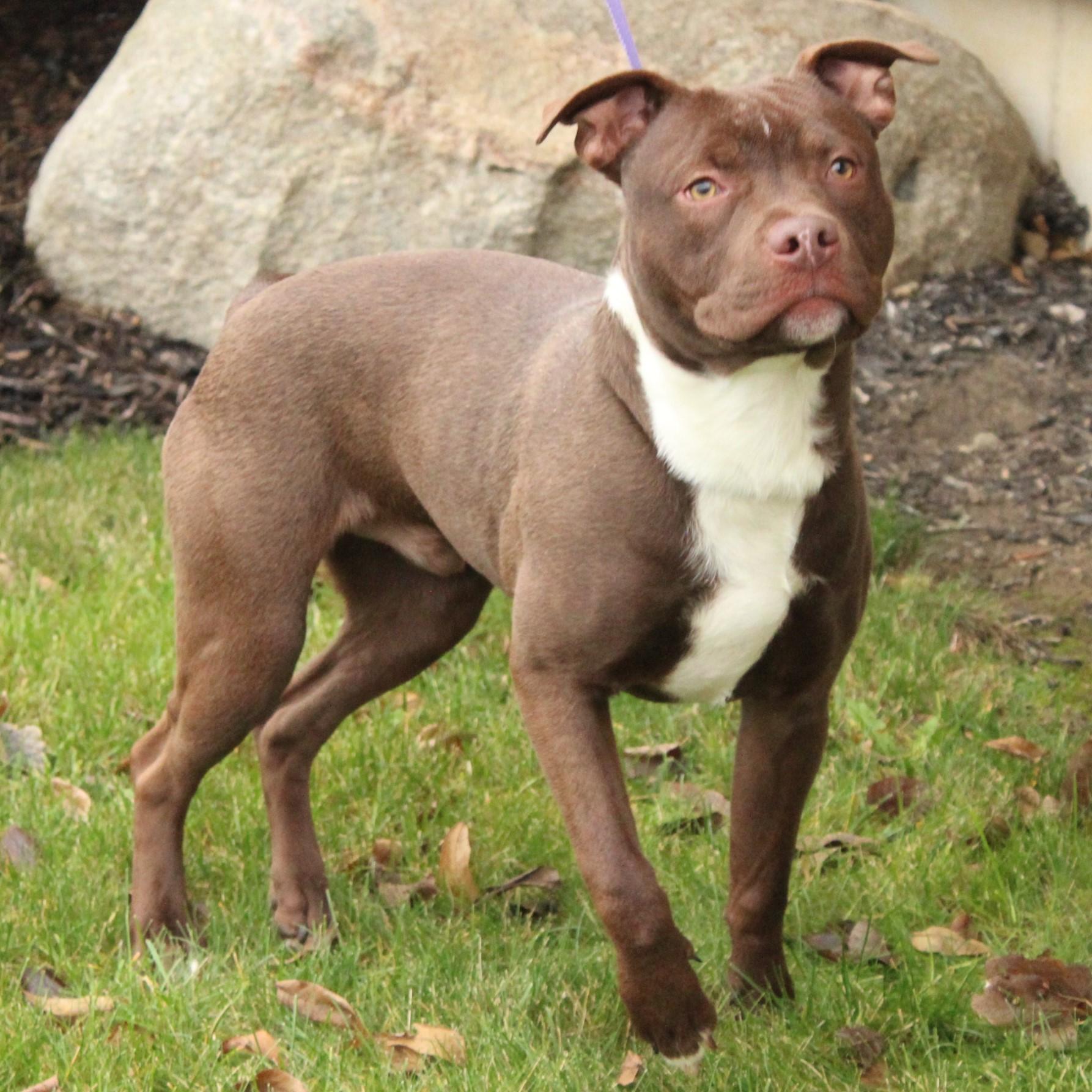 Enlarge Kaipo, a ADOPTABLE Pit Bull Terrier in Eaton, OH image 6/6