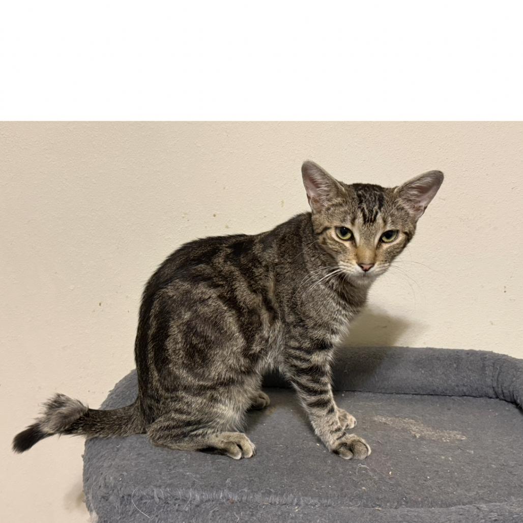 Ziggie, Adoptable, Young Female Domestic Short Hair.