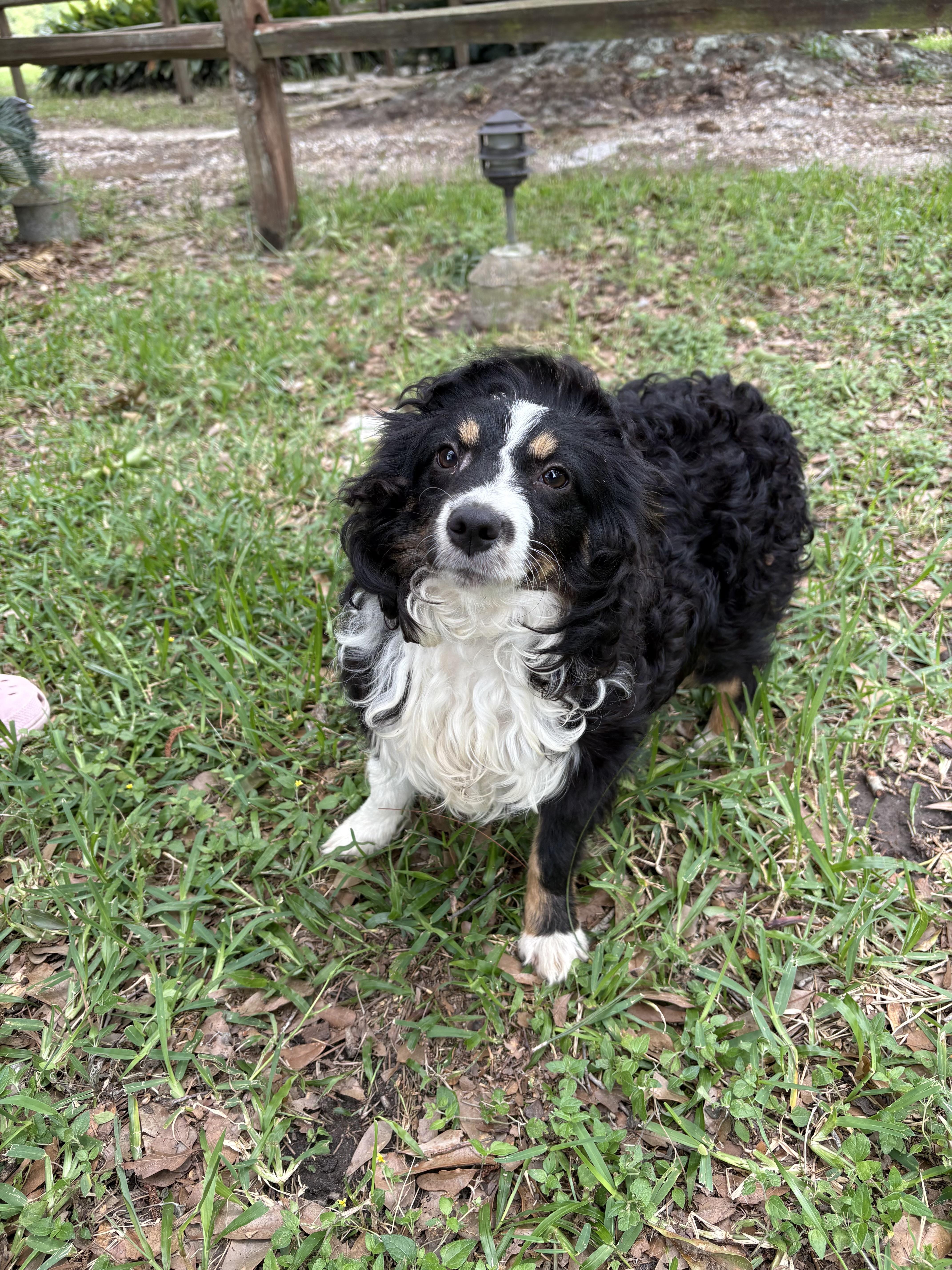 Pixie, adopted, Young Female Australian Shepherd & Miniature Poodle.