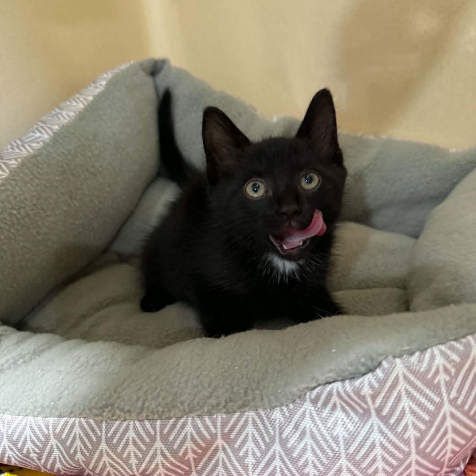 Brad Keselowski, a ADOPTABLE mixed breed in Penn Yan, NY image 5/5