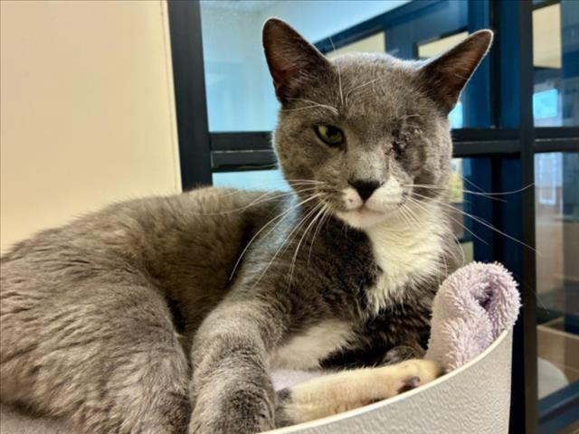 YOSHI, Adoptable, Adult Male Domestic Short Hair.