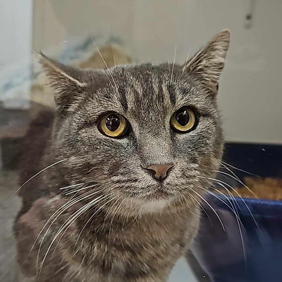 Carmen - By Appointment, a Adoptable Domestic Short Hair in Chino Hills, CA image 1/6