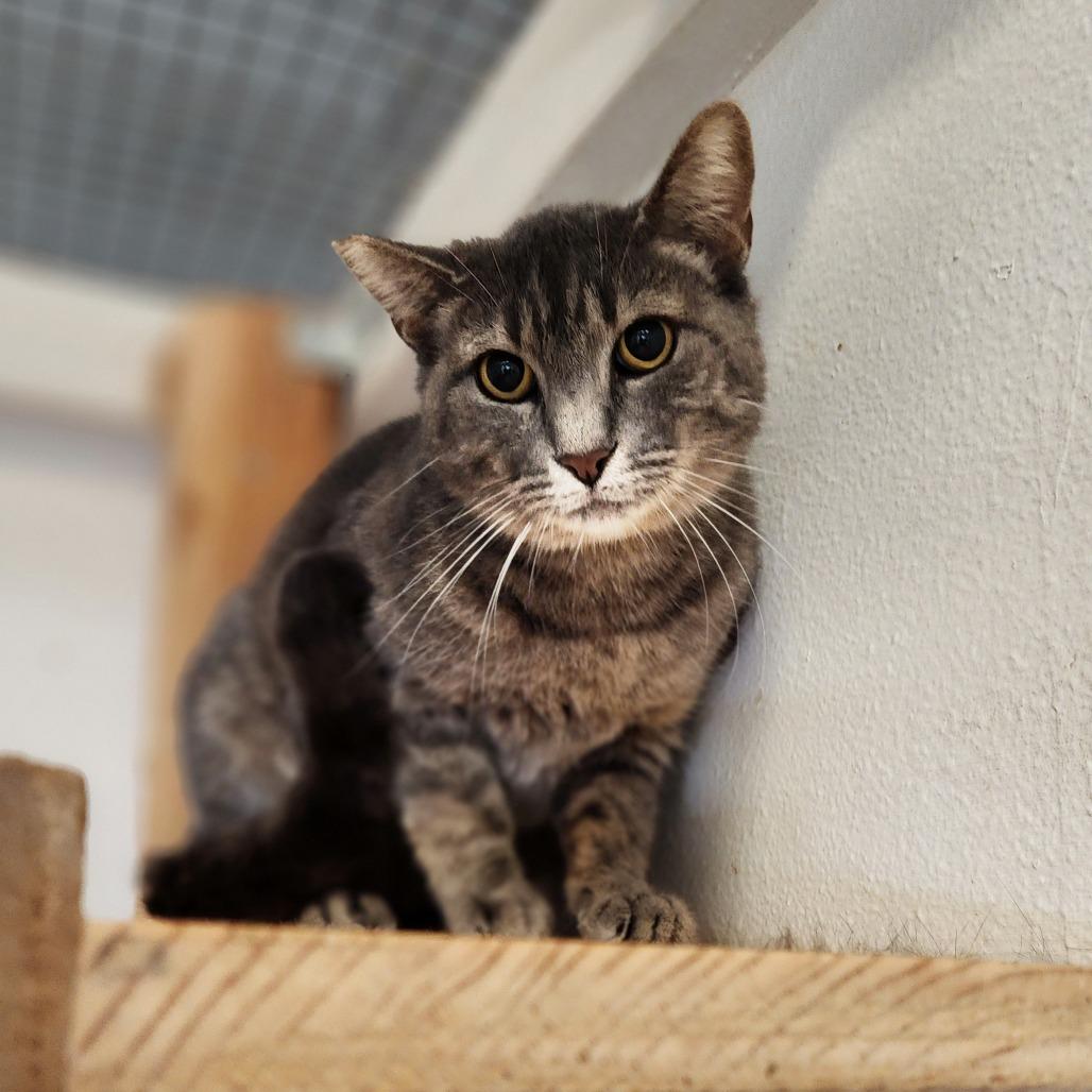 Carmen - By Appointment, a Adoptable Domestic Short Hair in Chino Hills, CA image 3/6