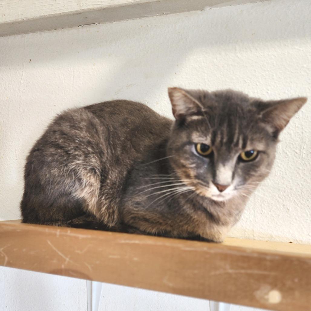 Carmen - By Appointment, a Adoptable Domestic Short Hair in Chino Hills, CA image 4/6