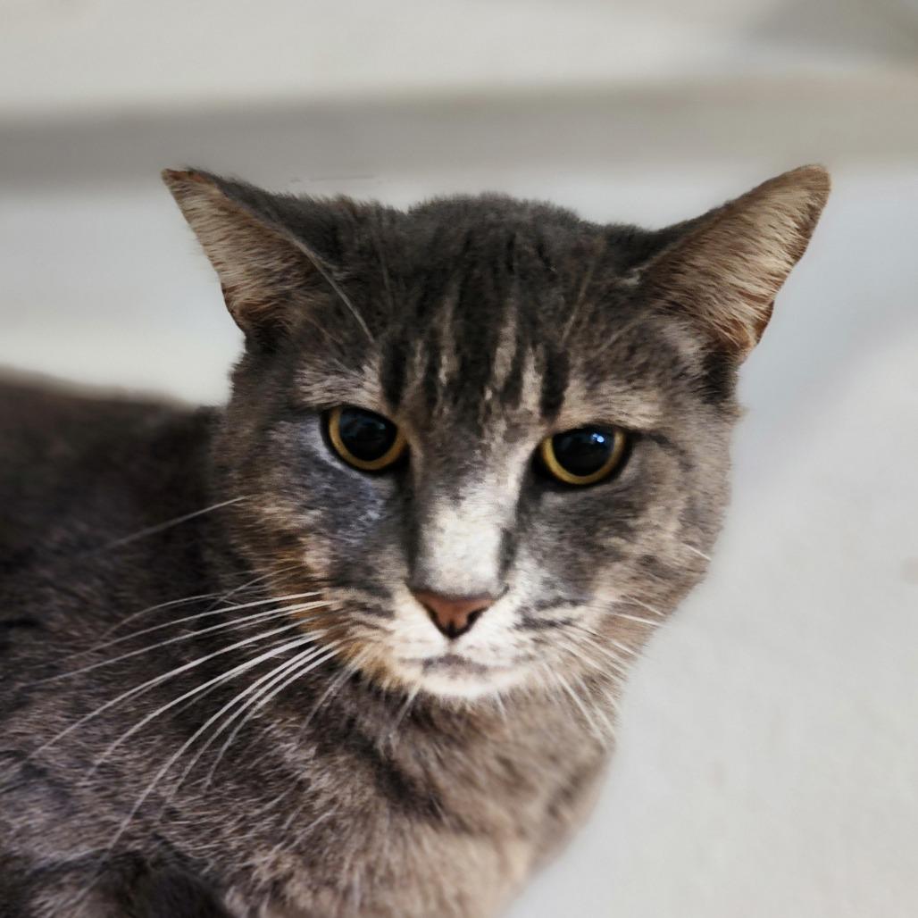 Carmen - By Appointment, a Adoptable Domestic Short Hair in Chino Hills, CA image 5/6