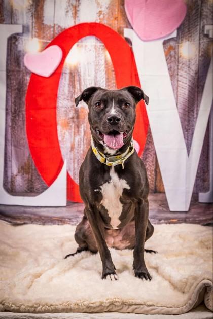 Melia, a Adoptable mixed breed in Wantagh, NY image 1/3