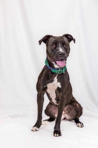 Melia, Adoptable, Adult Female Terrier & Mixed Breed.