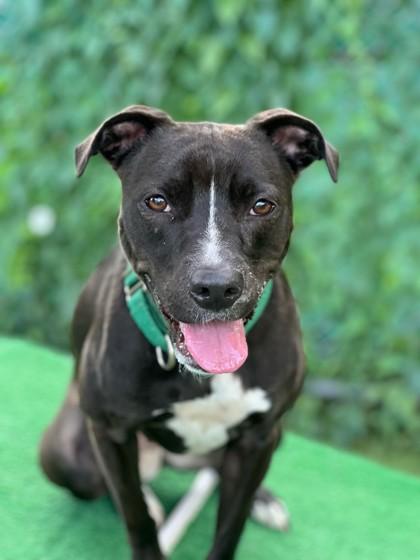 Enlarge Melia, a Adoptable mixed breed in Wantagh, NY image 3/3