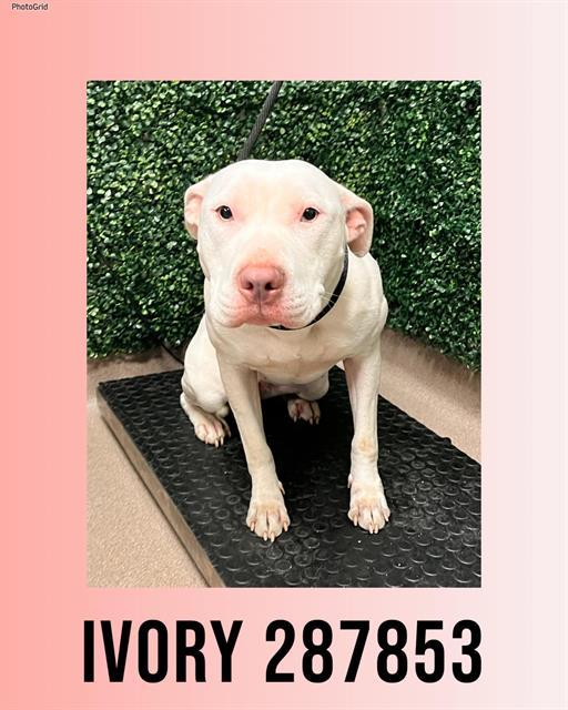Enlarge IVORY, a Adoptable mixed breed in Macon, GA image 1/1