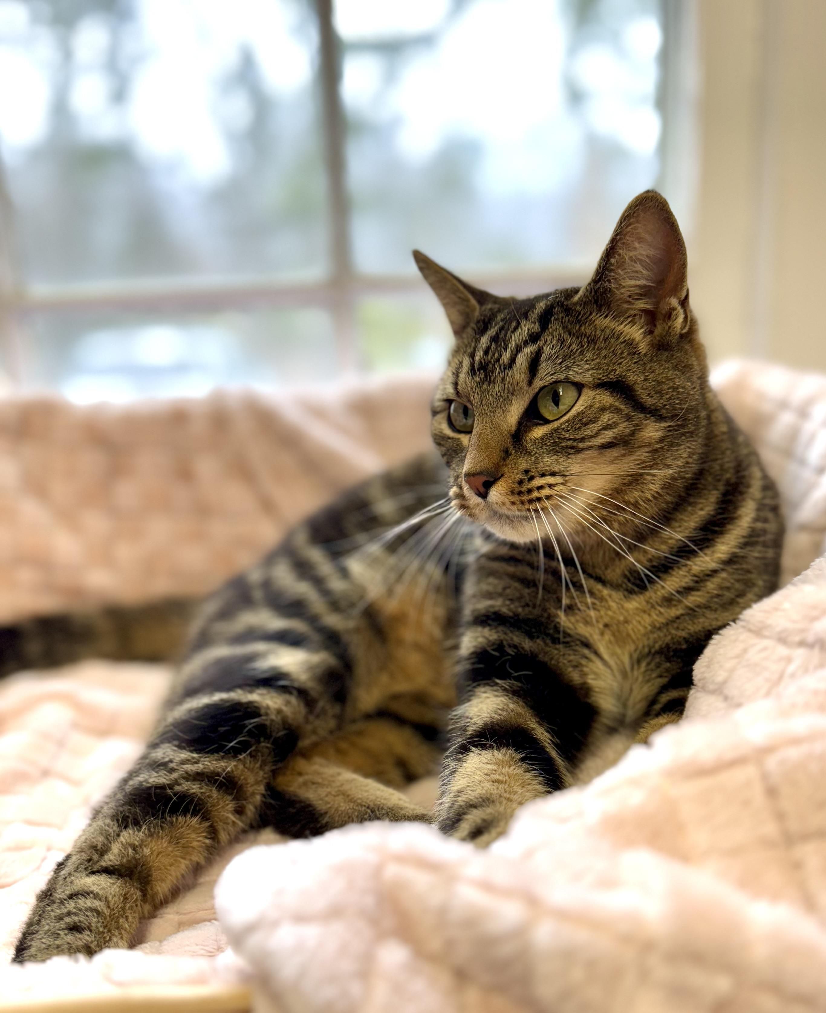 Indy - Sweet Adult Male Tabby, ADOPTABLE, Adult Male Tabby.