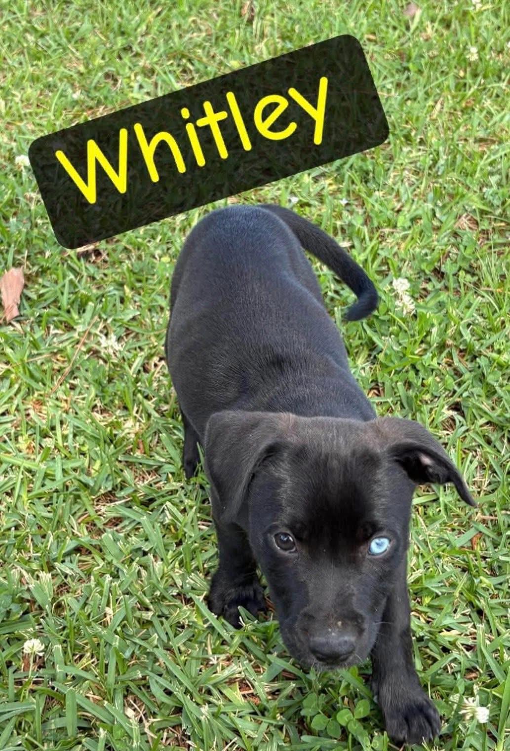 Enlarge Whitney, a Adoptable mixed breed in South Amboy, NJ image 1/1