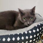 Ollie, an adoptable Russian Blue in Green Valley, AZ image 3/5
