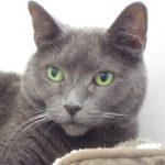 Ollie, adoptable, Adult Male Russian Blue.